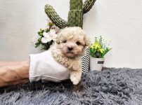 토이푸들
