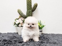 포메라니안
