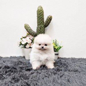 포메라니안