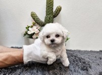 비숑프리제