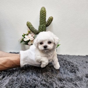 비숑프리제