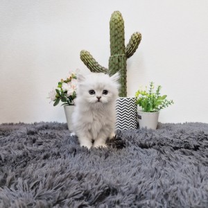 친칠라
