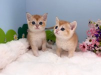 브리티쉬숏헤어