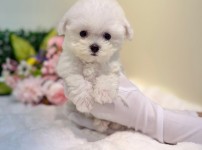 미니비숑프리제