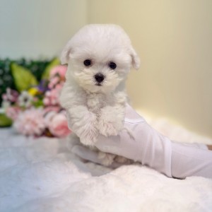 미니비숑프리제