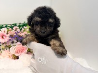 토이푸들